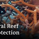 Dominican Republic: Tourism killing coral reefs | Global Ideas