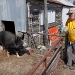 Pork producers could kill hogs to offset losses from coronavirus