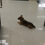 Dog waits at Wuhan hospital after owner’s coronavirus death