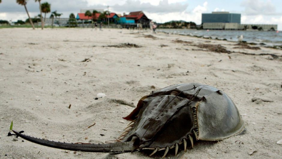 Horseshoe crabs may be the answer to a safe coronavirus vaccine next year. Here’s why.