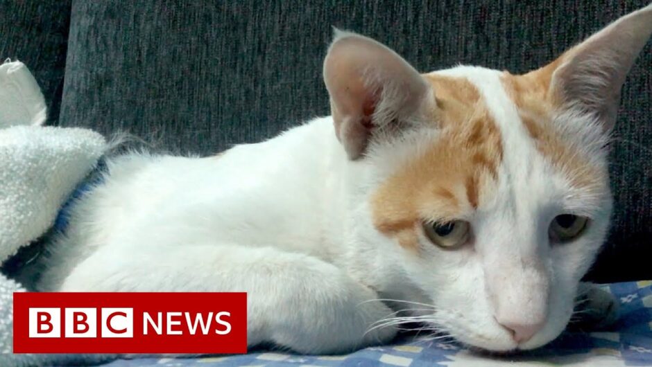 Coronavirus: Treating Delhi's dogs and cats in the pandemic – BBC News