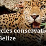 Belize: Animal protection during the coronavirus pandemic | Global Ideas