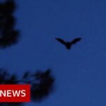 Bats, roadblocks and the origins of coronavirus – BBC News