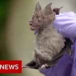 Coronavirus: Looking for viruses in Thai bats – BBC News