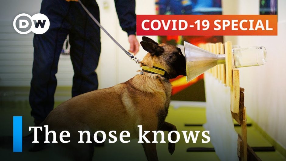 Using dogs to sniff out the coronavirus | COVID-19 Special