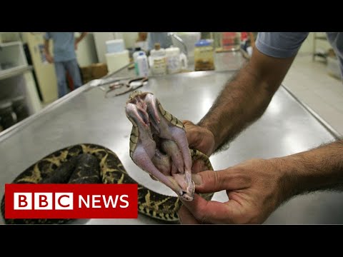 Venom from one of Brazil's largest snakes could be used to fight Covid – BBC News