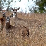 A coronavirus outbreak in Iowa deer is prompting scientists to worry if the animals could be a reservoir for the virus in the long term