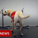 Sniffer dogs could bolster coronavirus screening at airports – BBC News