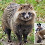 COVID-19 pandemic may have originated in raccoon dogs in China: report