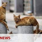 Thousands of cats die from Covid strain in Cyprus – BBC News