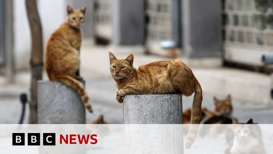 Thousands of cats die from Covid strain in Cyprus – BBC News